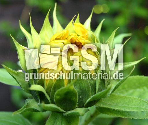 Sonnenblume-Knospe-4.jpg